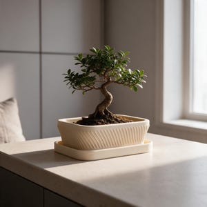 Könnte beinhalten: Ein kleiner grüner Bonsai-Baum mit gedrehtem Stamm, gepflanzt in einem rechteckigen, cremefarbenen Keramiktopf. Der Topf hat ein strukturiertes, diagonal geripptes Muster an den Außenseiten und steht auf einem passenden rechteckigen Keramikuntersetzer.