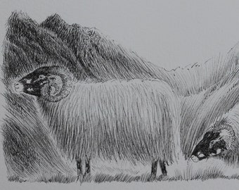 Original Zeichnung eines Schafs, Pen and Ink, Wandbilder aus dem Lake Distrikt