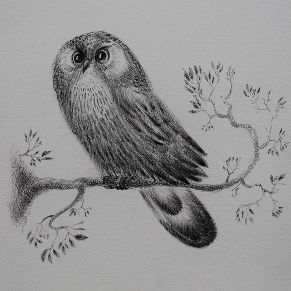 Owl Ink Drawing and original owl picture and pen and ink owl unframed and owl wall art and owl black and white original wall art