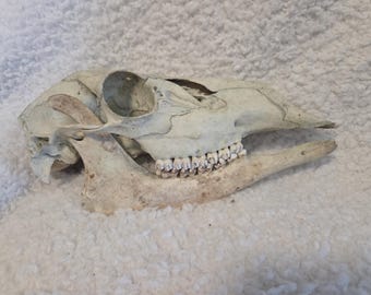 Authentic Whitetail Deer Skull with Jaw Bones