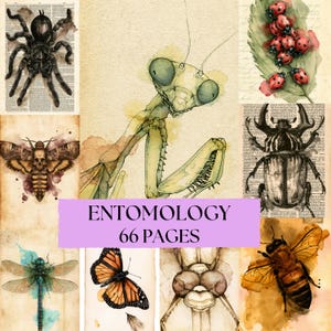 Utskrivbara entomologiska skräpjournalsidor, vintage insektsbagge, malar, insektsexemplar, trollslända, bönsyrsapapper, digital insektsklippbok