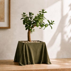 May include: A jade plant with thick, fleshy green leaves and a woody brown stem, potted in a square container draped in a soft, olive green velvet fabric. The soil surface is covered with small, light-colored decorative pebbles.