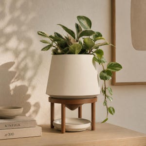 May include: A cream-colored, modern planter with a live plant, set on a dark wood stand. The planter has a wide top and tapers down. A small, round dish sits below the planter to catch water. The plant has green and white leaves.