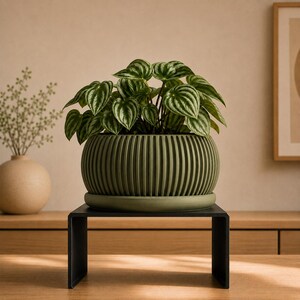 May include: A Peperomia argyreia plant with heart-shaped, silver-striped green leaves potted in a round, olive green, vertically ribbed ceramic planter with a matching saucer, resting on a black metal U-shaped display stand.