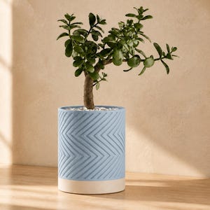 May include: A cylindrical light blue ceramic planter featuring a textured chevron pattern on the upper portion and a smooth, solid off-white base. A small green jade plant with thick, rounded leaves is potted inside with white decorative stones.