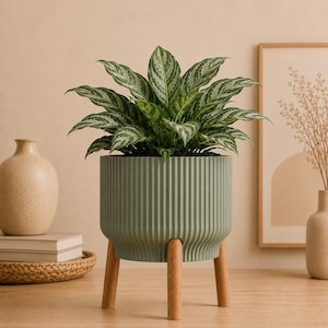 May include: A sage green cylindrical planter with a vertical ribbed texture, supported by three light-colored wooden legs. The planter contains a lush Aglaonema plant with variegated green and silver pointed leaves, creating a balanced display.