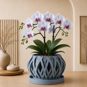 May include: A potted Phalaenopsis orchid with white petals featuring delicate purple veins and a vibrant magenta center. The plant has dark green leaves and is housed in a matte blue, lattice-patterned planter with a matching circular base tray.