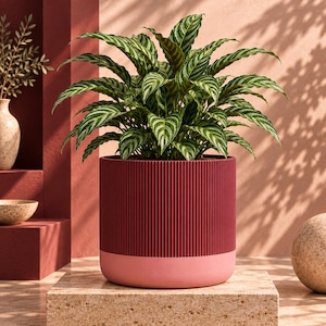 May include: A cylindrical plant pot featuring a deep burgundy upper section with vertical ribbed texture and a smooth, solid light pink base. The pot contains a lush green Calathea plant with pointed, striped leaves radiating outward.