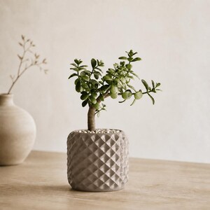 May include: A small green jade plant with thick, rounded leaves growing in a cylindrical gray ceramic pot featuring a textured diamond pattern on the exterior. The soil surface is covered with small white pebbles, and the plant has a woody stem.