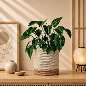 May include: A cylindrical plant pot featuring a textured, cream-colored upper section with a repeating vertical rope-like pattern and a solid, smooth brown base. The pot contains a lush green plant with pointed, heart-shaped leaves.
