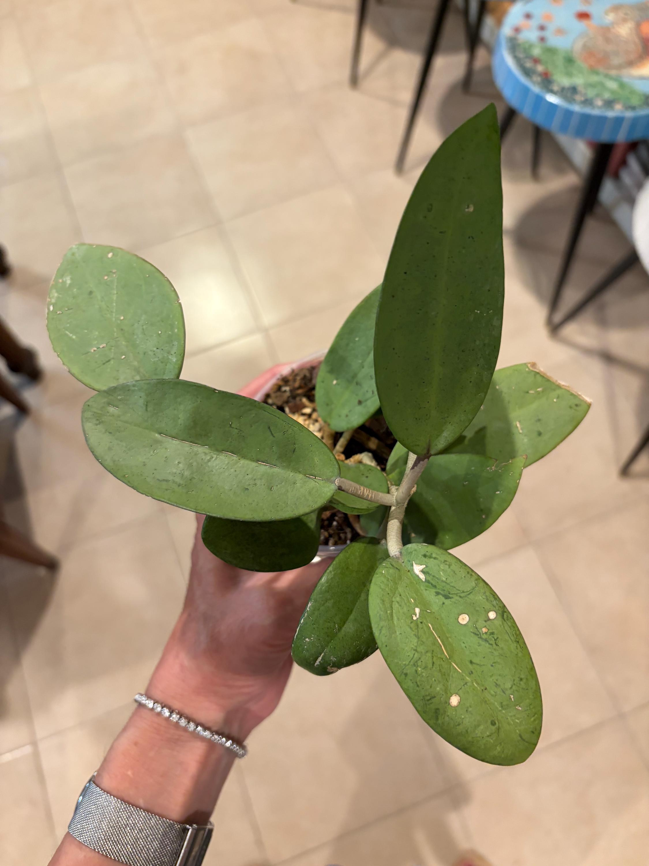 Hoya silver dollar - Etsy 日本