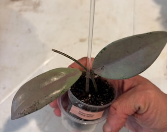 Hoya Wilber Grave Silver
