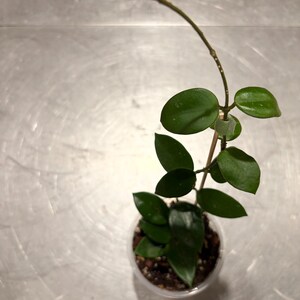 Puede incluir: Una pequeña planta en maceta con hojas ovaladas de color verde oscuro. La planta tiene un tallo largo y delgado que se curva con gracia. La maceta es transparente. La planta es una variedad de Hoya.