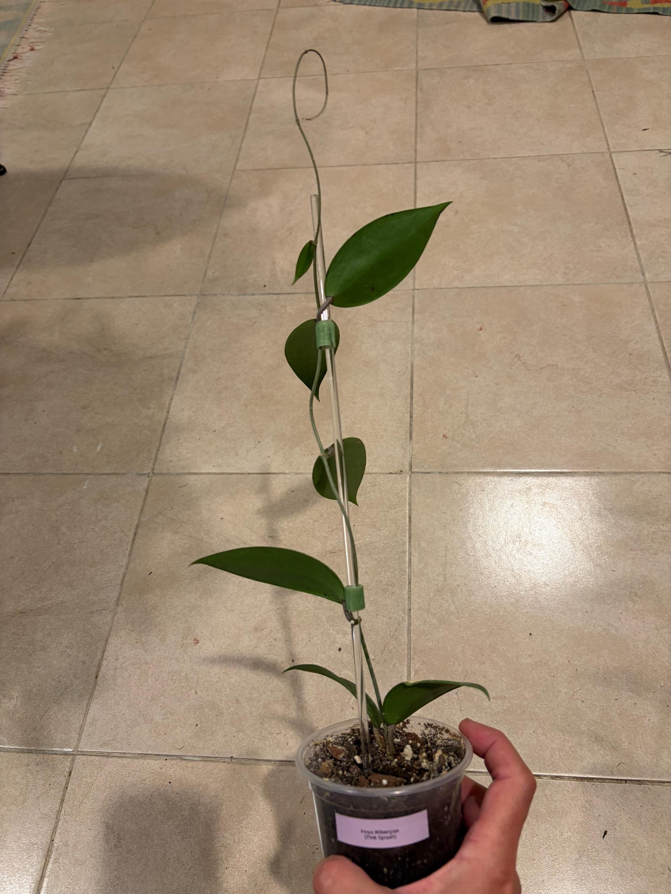 Hoya verticillata - Etsy 日本