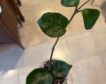Hoya Chelsea Plant – Uncommon, Hardy Collector's Item in 3-Inch Pot