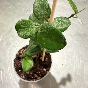 Hoya Mathilde Splash i 7,5 cm genomskinlig kruka.