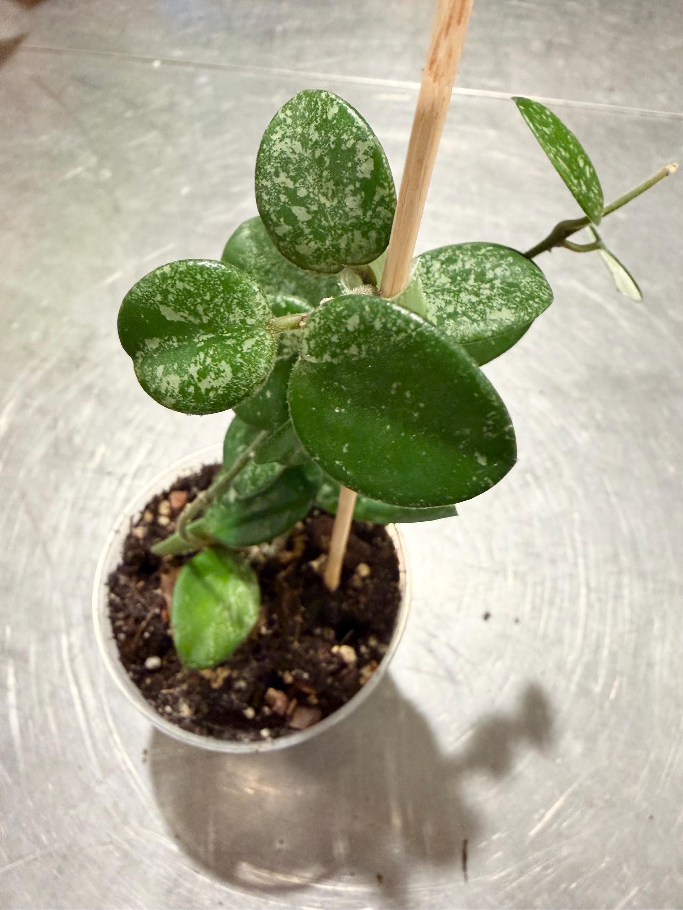 Hoya silver splash - Etsy 日本
