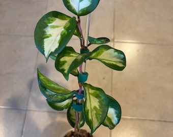 Hoya Carnosa Krimson Princess