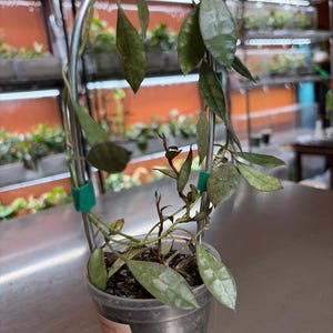 Hoya Lacunosa Silver Full Moon - Etsy