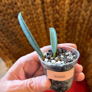 Op de afbeelding: Een Hoya shepherdii plant, ook bekend als String Bean, met twee lange, slanke, groene bladeren in een kleine, doorzichtige plastic pot gevuld met donkere potgrond en witte perliet, voorzien van een label met Hoya Shepherdii aka String Bean.