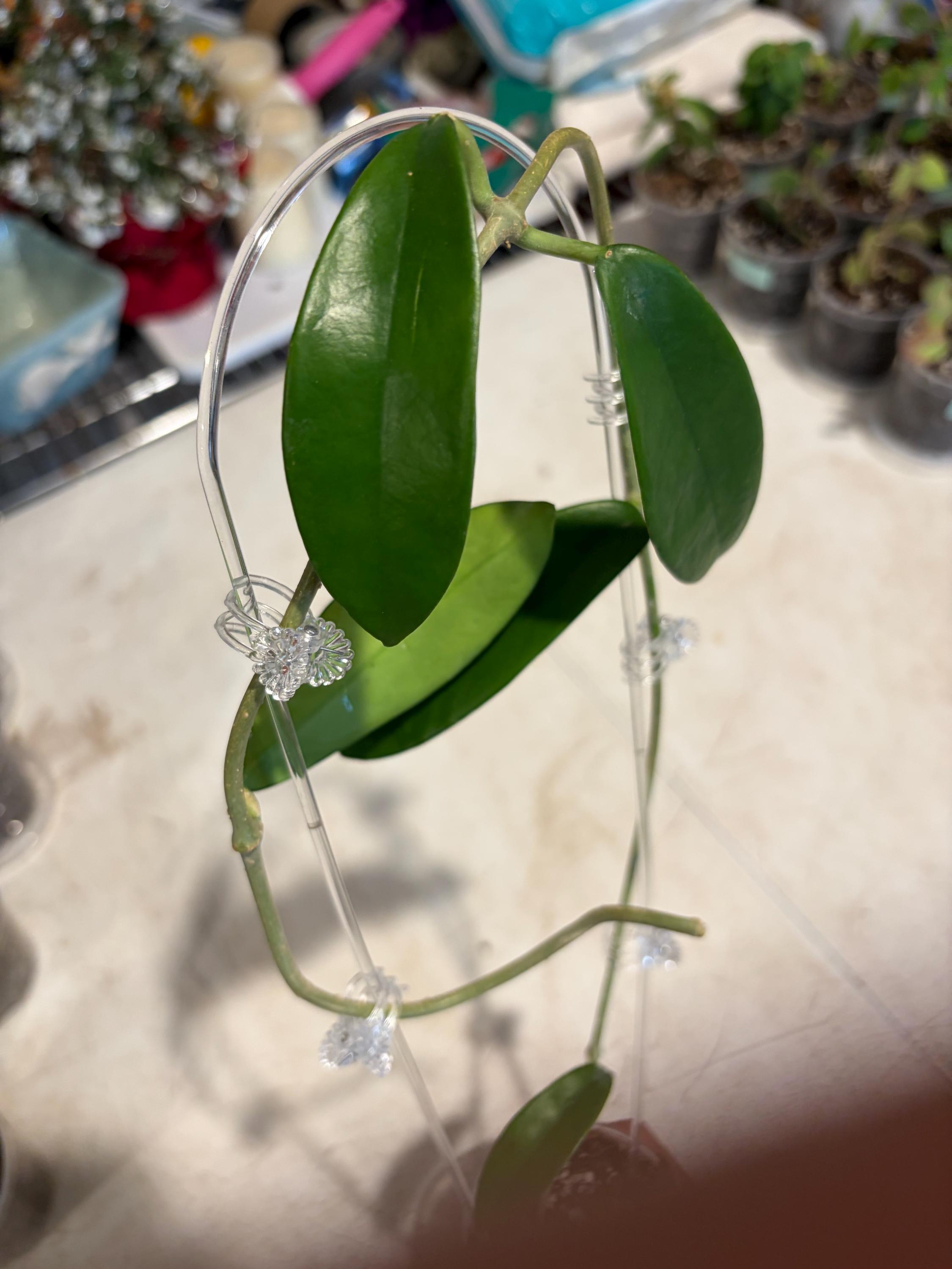 Meliflua hoya - Etsy 日本