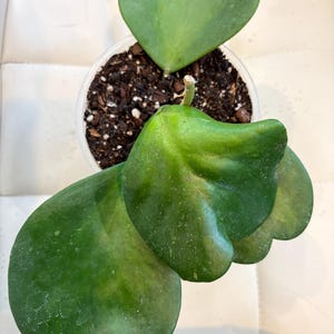 Hoya kerrii reverse variegated - Etsy 日本