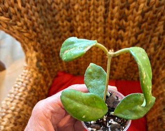Hoya Motoskei