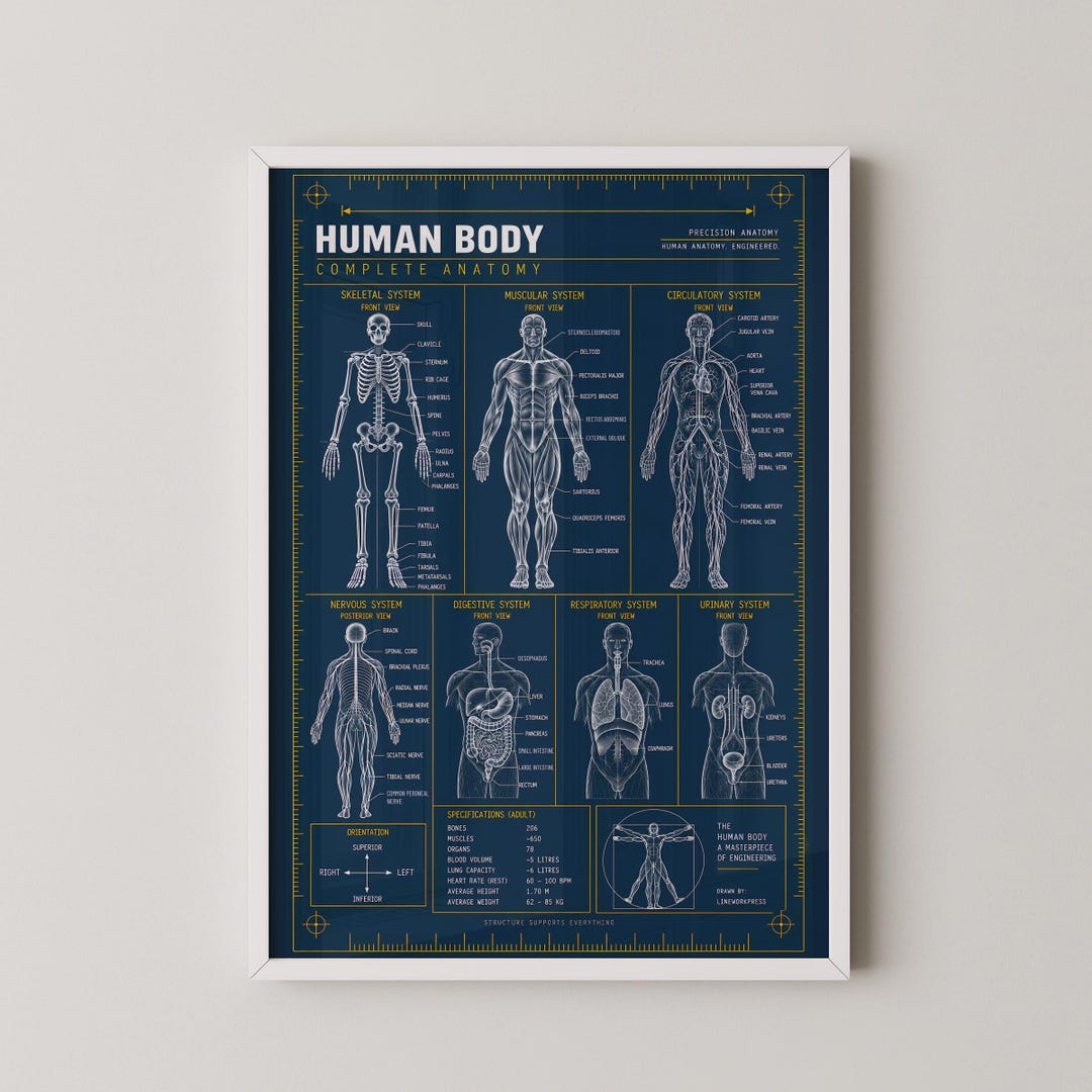 Human Body Anatomy Blueprint Print | Complete Body Systems Technical ...