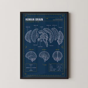 Op de afbeelding: Een ingelijste anatomische poster getiteld HUMAN BRAIN EXPLODED VIEW met witte lijntekeningen op een donkerblauwe achtergrond. Het toont verschillende hersensecties, labels en technische gegevens, waaronder een massa van 1,3-1,4 kg.