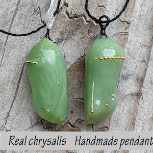 Actual Monarch chrysalis laying next to a handmade glass and 24k gold chrysalis necklace.