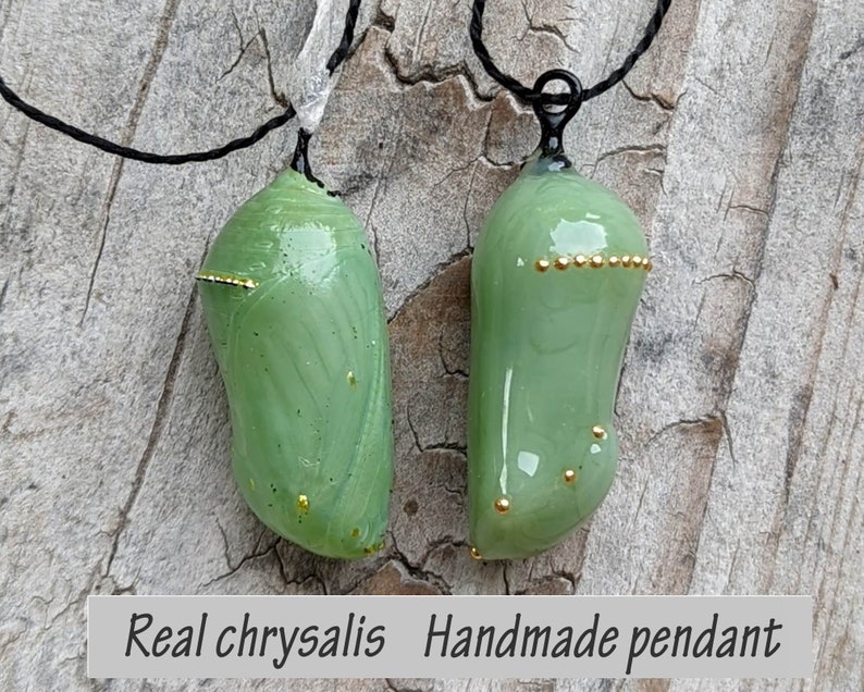 Actual Monarch chrysalis laying next to a handmade glass and 24k gold chrysalis necklace.