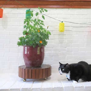 Puede incluir: Una maceta de cerámica burdeos con follaje verde y flores naranjas se encuentra sobre un soporte de madera. Un gato blanco y negro está frente al soporte. Luces de cadena de colores cuelgan arriba.