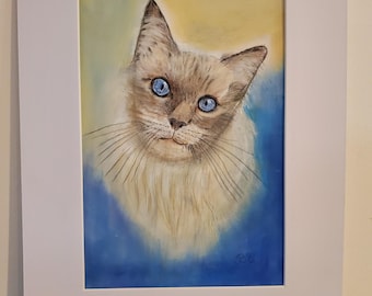 Chat aux yeux bleus