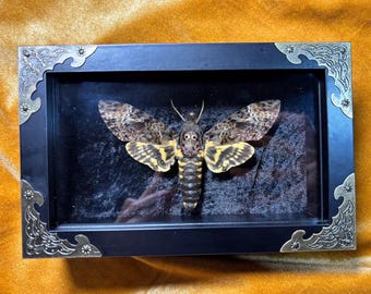 May include: A death's-head hawkmoth specimen displayed inside a rectangular black shadow box frame. The frame features ornate brass-colored metal corner accents. The moth has mottled brown and black forewings and yellow and black hindwings.