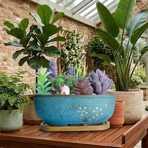 May include: An assortment of potted plants, including a large fiddle-leaf fig and bird of paradise. A textured blue planter with a decorative design is the centerpiece. The plants are arranged on a wooden table. The pots are in various sizes.