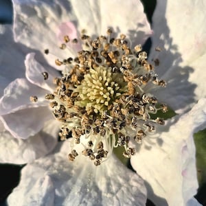May include: A white blackberry flower with delicate, crinkled petals showing faint pink tinges. The center features a dense cluster of pale yellow stamens surrounded by numerous dark brown, textured anthers. The text ThinkingLeaf 2026 is visible.