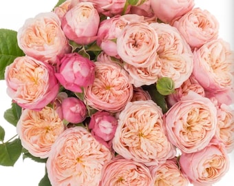 Mon Coeur 我的心モン クゥール Fragrance. Japanese Rose Continue