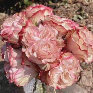 Juliet Rose Seeds - Etsy