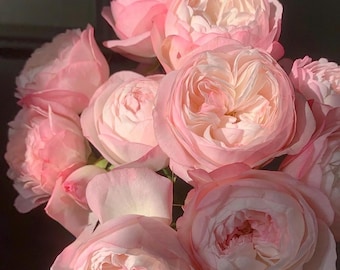 Rare Rose Plant "Strawberry Macaron" | 6” Potted Live Rose | Healthy Rooted Garden Rose | Premium Rose Bush｜Own-root Rose