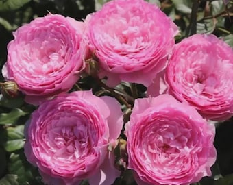 Rose Plant【RongRongYue】6” Potted Live Rose | Healthy Rooted Garden Rose | Premium  Rose Bush｜Own-root Rose