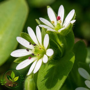 May include: Two white chickweed flowers with ten narrow petals each, featuring a bright green center and small dark purple anthers. The flowers are surrounded by vibrant green, oval-shaped leaves with fine hairs visible on the stems and sepals.