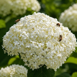 May include: A large, spherical white hydrangea flower head composed of numerous small, four-petaled blossoms. Several honeybees are actively crawling across the surface of the dense, bright white floral cluster, which is set against green foliage.