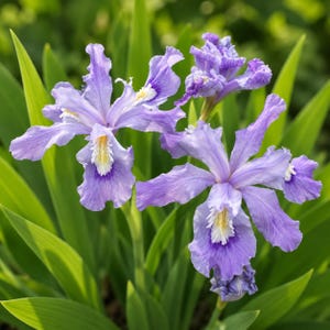 May include: Two blooming light purple iris flowers with ruffled petals and prominent white and yellow centers, surrounded by long, pointed green leaves. The petals exhibit delicate veining and a soft texture, with a third bud visible above.