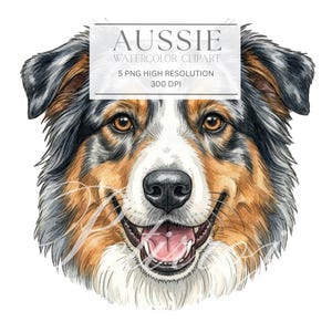 Puede incluir: Ilustración en acuarela de la cara de un perro pastor australiano. El perro tiene ojos marrones, una nariz negra y un pelaje blanco, marrón y gris. El perro está sonriendo con la lengua visible. El texto en la imagen dice "AUSSIE WATERCOLOR CLIPART 5 PNG HIGH RESOLUTION 300 DPI."