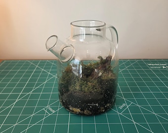 Moos-Terrarium im Glaskessel