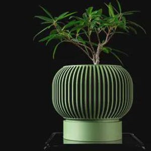 Puede incluir: Una maceta verde moderna con listones verticales, que contiene una pequeña planta frondosa. La maceta se asienta sobre una base verde a juego, sobre un fondo oscuro. La planta tiene múltiples hojas verdes y finas ramas marrones.