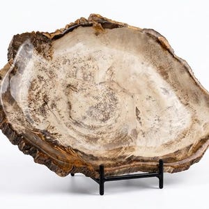 Könnte beinhalten: Eine große, unregelmäßig geformte Platte aus versteinertem Holz, die konzentrische Ringe in hellbraunen und cremefarbenen Tönen aufweist. Der äußere Rand hat ein dunkelbraunes, strukturiertes, rindenartiges Aussehen. Sie steht auf einem einfachen schwarzen Metallständer.