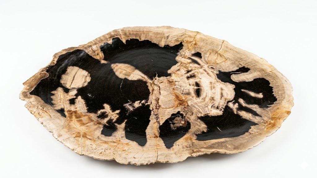 Fossilized Wood Tray - Etsy