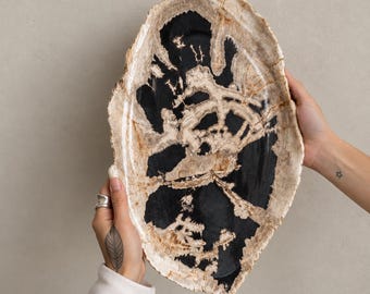 Könnte beinhalten: Eine große, oval geformte Platte aus versteinertem Holz mit einer polierten Oberfläche, die einen starken Kontrast zwischen tiefschwarzen zentralen Bereichen und hellen, strukturierten beigen und cremefarbenen Rändern aufweist.
