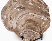 Raw Edge Petrified Wood Serving Plate | Natural Organic Stone Platter | Unique Fossil Tableware